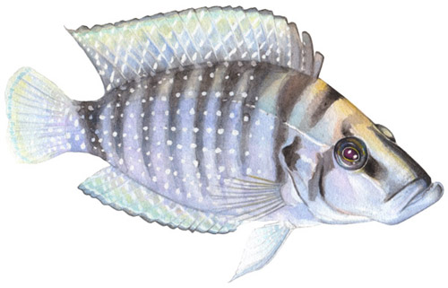 Blue African Cichlid