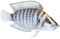 Blue African Cichlid