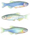 Danios