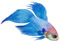 Siamese fighting fish (betta spendens)
