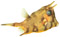 Lactoria Cornuta