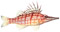 Longnosed Hawkfish