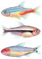 Neon Penguin Rummy Tetra