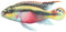 Pelvicachromis Pulcher