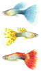 Poecila Reticulata