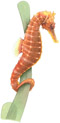 Seahorse